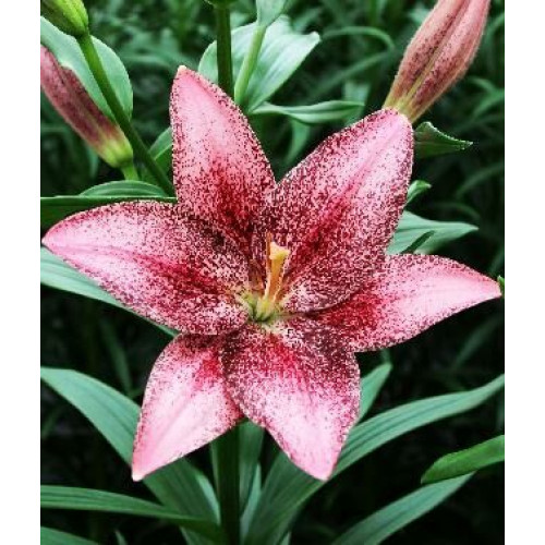 Лилия ЛА гибрид Sweet Sugar(Свит Шугар) 3шт. в упаковке Лилия ЛА гибрид Sweet Sugar(Свит Шугар) 3шт. в упаковке