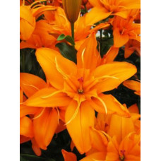 Лилия Регентс Парк 3шт. в упаковке