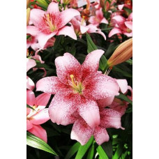 Лилия Пинк Браш 3шт. в упаковке