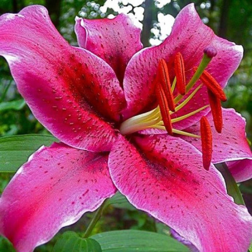 Лилия восточная Barracuda (Барракуда) 3шт. в упаковке Лилия восточная Barracuda (Барракуда) 3шт. в упаковке