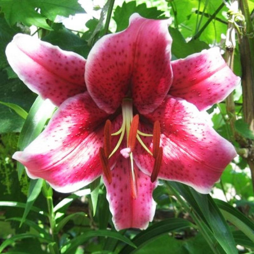 Лилия восточная Barracuda (Барракуда) 3шт. в упаковке Лилия восточная Barracuda (Барракуда) 3шт. в упаковке