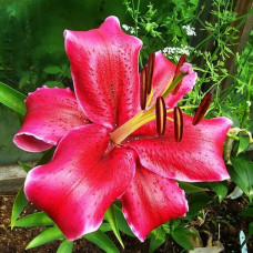 Лилия восточная Barracuda (Барракуда) 3шт. в упаковке