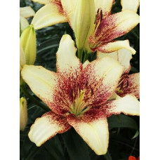 Лилия Сесил 3шт. в упаковке