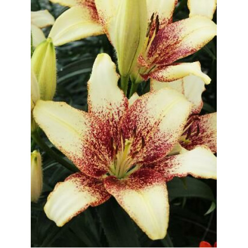 Лилия Сесил 3шт. в упаковке Лилия Сесил 3шт. в упаковке