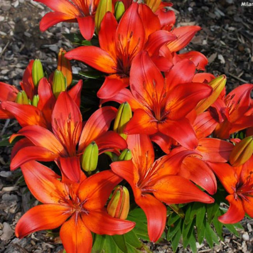 Лилия азиатская Matrix (Матрикс) 3шт. в упаковке Лилия азиатская Matrix (Матрикс) 3шт. в упаковке