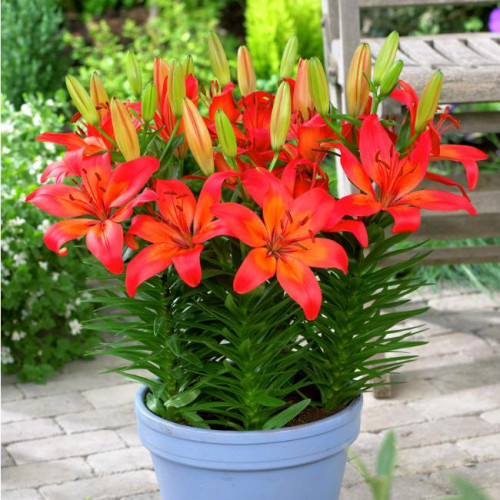 Лилия азиатская Matrix (Матрикс) 3шт. в упаковке Лилия азиатская Matrix (Матрикс) 3шт. в упаковке