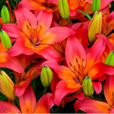 Лилия азиатская Matrix (Матрикс) 3шт. в упаковке