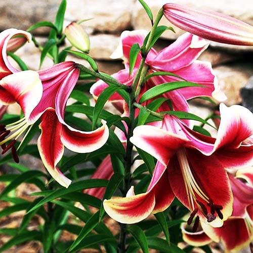 Лилия ОТ гибрид African Lady (Африкан Лейди) 3шт. в упаковке Лилия ОТ гибрид African Lady (Африкан Лейди) 3шт. в упаковке