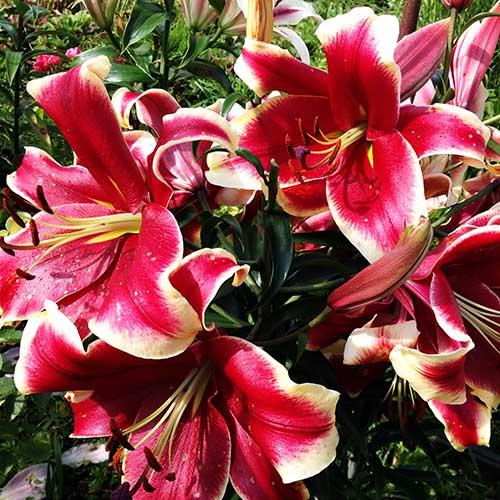 Лилия ОТ гибрид African Lady (Африкан Лейди) 3шт. в упаковке Лилия ОТ гибрид African Lady (Африкан Лейди) 3шт. в упаковке