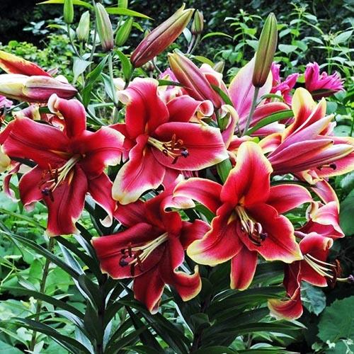 Лилия ОТ гибрид African Lady (Африкан Лейди) 3шт. в упаковке Лилия ОТ гибрид African Lady (Африкан Лейди) 3шт. в упаковке