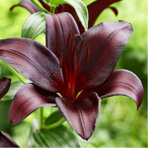 Лилия азиатская Nightrider (Найтрайдер) 3шт. в упаковке Лилия азиатская Nightrider (Найтрайдер) 3шт. в упаковке