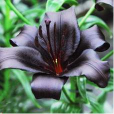 Лилия азиатская Nightrider (Найтрайдер) 3шт. в упаковке