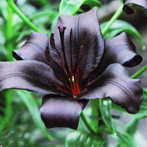 Лилия азиатская Nightrider (Найтрайдер) 3шт. в упаковке Лилия азиатская Nightrider (Найтрайдер) 3шт. в упаковке