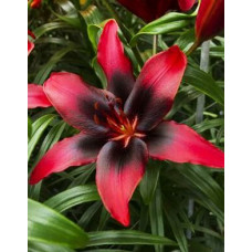 Лилия Лондон Харт 3шт. в упаковке