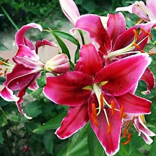 Лилия восточная Kissproof (Кисспруф) 3шт. в упаковке Лилия восточная Kissproof (Кисспруф) 3шт. в упаковке