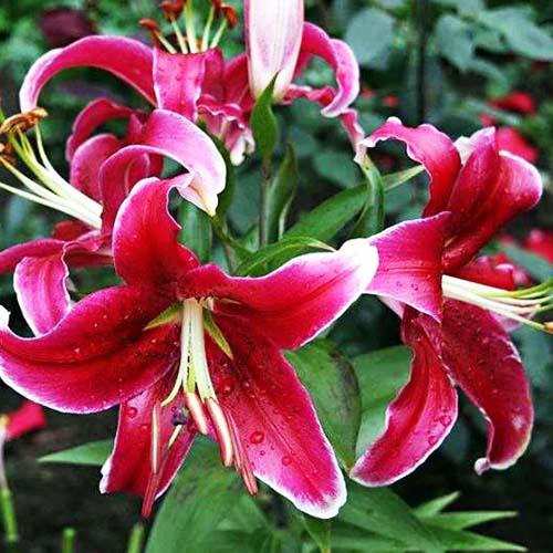 Лилия восточная Kissproof (Кисспруф) 3шт. в упаковке Лилия восточная Kissproof (Кисспруф) 3шт. в упаковке