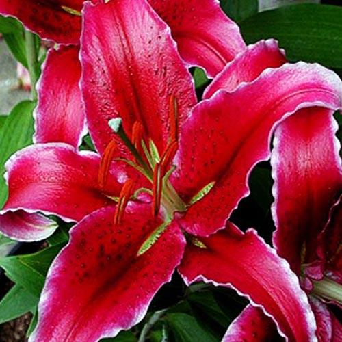 Лилия восточная Kissproof (Кисспруф) 3шт. в упаковке Лилия восточная Kissproof (Кисспруф) 3шт. в упаковке