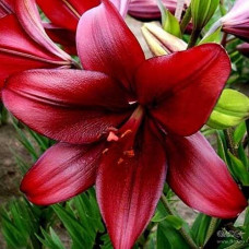 Лилия ЛА гибрид Atacama (Атакама) 3шт. в упаковке