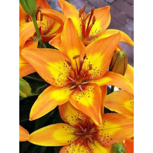 Лилия Брайт Джой 3шт. в упаковке Лилия Брайт Джой 3шт. в упаковке