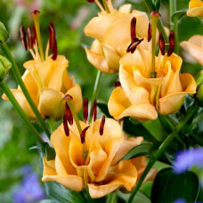 Лилия азиатская Apricot Fudge (Априкот Фьюдж) 3шт. в упаковке