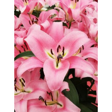 Лилия Пинк Палас 3шт. в упаковке