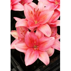 Лилия Тайни Тунс 3шт. в упаковке