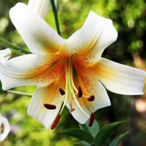 Лилия ОТ гибрид Mister Cas (Мистер Кас) 3шт. в упаковке Лилия ОТ гибрид Mister Cas (Мистер Кас) 3шт. в упаковке