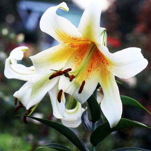 Лилия ОТ гибрид Mister Cas (Мистер Кас) 3шт. в упаковке Лилия ОТ гибрид Mister Cas (Мистер Кас) 3шт. в упаковке