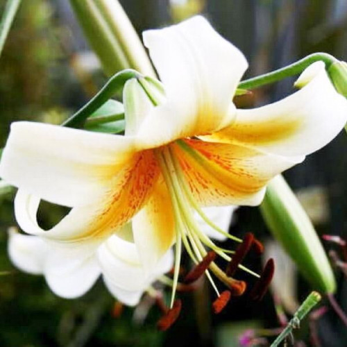 Лилия ОТ гибрид Mister Cas (Мистер Кас) 3шт. в упаковке Лилия ОТ гибрид Mister Cas (Мистер Кас) 3шт. в упаковке