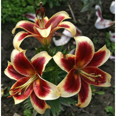Лилия Ред Датч 3шт. в упаковке