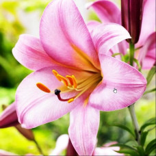 Лилия трубчатая Pink Planet (Пинк Планет) 3шт. в упаковке