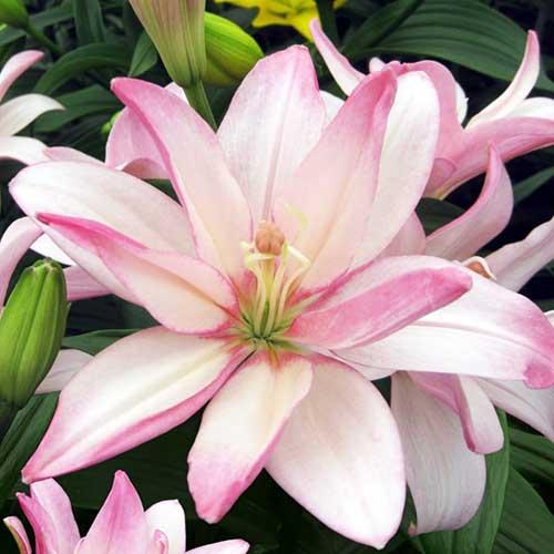 Лилия азиатская Bentley (Бентли) 3шт. в упаковке Лилия азиатская Bentley (Бентли) 3шт. в упаковке