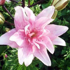 Лилия азиатская Bentley (Бентли) 3шт. в упаковке