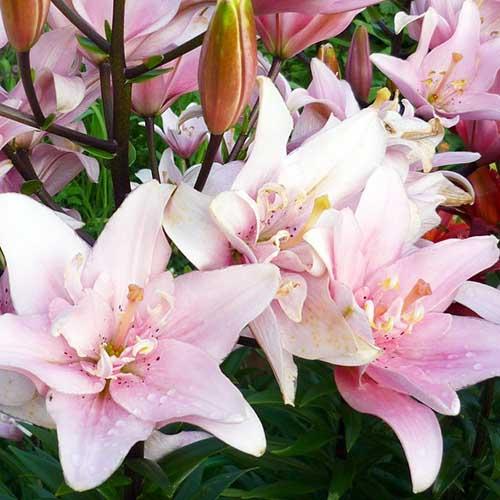 Лилия азиатская Bentley (Бентли) 3шт. в упаковке Лилия азиатская Bentley (Бентли) 3шт. в упаковке