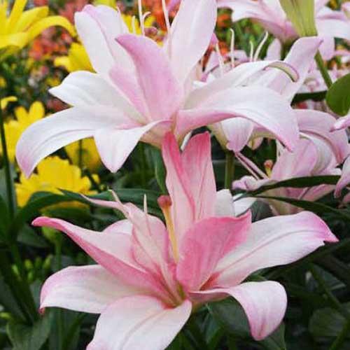 Лилия азиатская Bentley (Бентли) 3шт. в упаковке Лилия азиатская Bentley (Бентли) 3шт. в упаковке