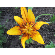 Лилия Lemon Starduct 3шт. в упаковке