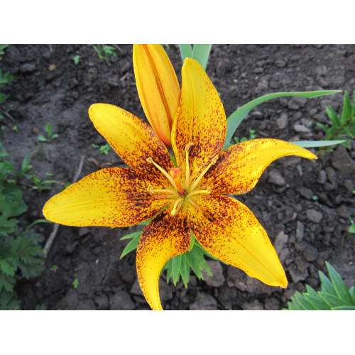 Лилия Lemon Starduct 3шт. в упаковке Лилия Lemon Starduct 3шт. в упаковке