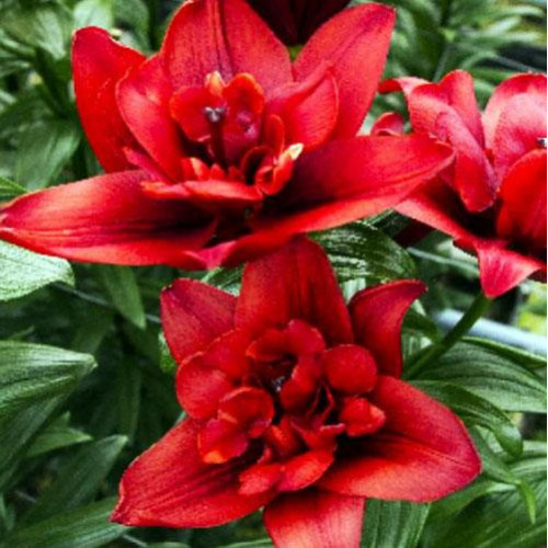 Лилия азиатская Canary Wharf (Канари Варф) 3шт. в упаковке Лилия азиатская Canary Wharf (Канари Варф) 3шт. в упаковке