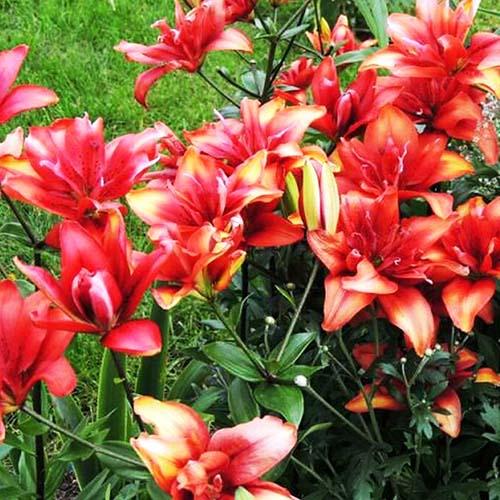 Лилия азиатская Canary Wharf (Канари Варф) 3шт. в упаковке Лилия азиатская Canary Wharf (Канари Варф) 3шт. в упаковке