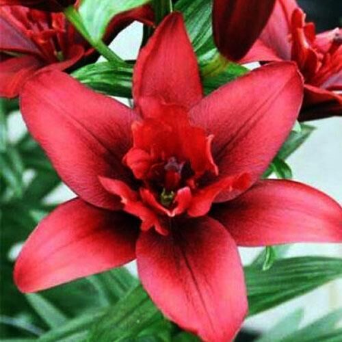 Лилия азиатская Canary Wharf (Канари Варф) 3шт. в упаковке Лилия азиатская Canary Wharf (Канари Варф) 3шт. в упаковке