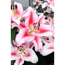 Лилия Фронтера 3шт. в упаковке