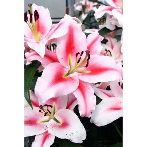 Лилия Фронтера 3шт. в упаковке Лилия Фронтера 3шт. в упаковке