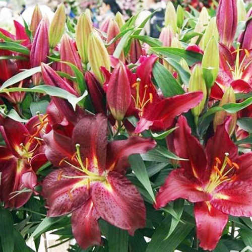 Лилия восточная Avenger (Авиньер) 3шт. в упаковке Лилия восточная Avenger (Авиньер) 3шт. в упаковке