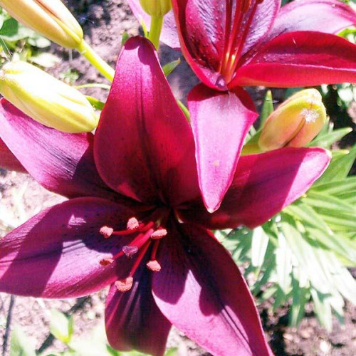 Лилия восточная Avenger (Авиньер) 3шт. в упаковке Лилия восточная Avenger (Авиньер) 3шт. в упаковке