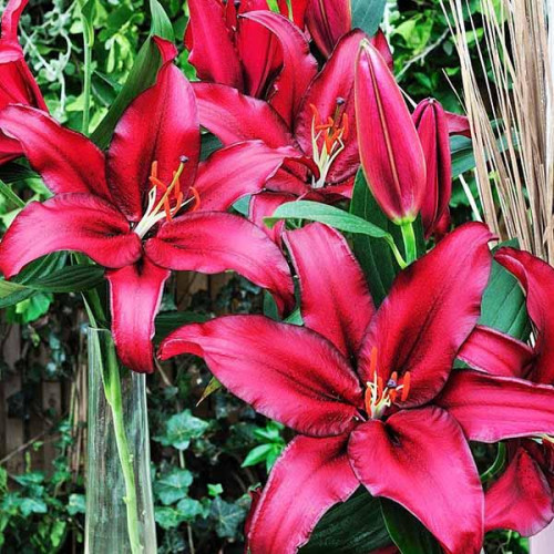 Лилия восточная Avenger (Авиньер) 3шт. в упаковке Лилия восточная Avenger (Авиньер) 3шт. в упаковке