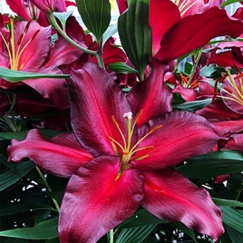 Лилия восточная Avenger (Авиньер) 3шт. в упаковке Лилия восточная Avenger (Авиньер) 3шт. в упаковке