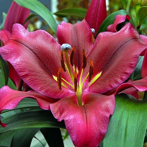 Лилия восточная Avenger (Авиньер) 3шт. в упаковке Лилия восточная Avenger (Авиньер) 3шт. в упаковке