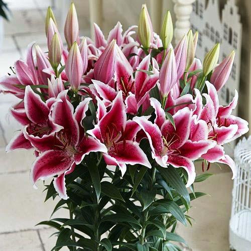 Лилия восточная низкорослая Star Romance (Стар Романс) 3шт. в упаковке Лилия восточная низкорослая Star Romance (Стар Романс) 3шт. в упаковке