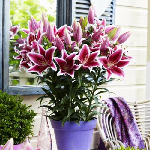 Лилия восточная низкорослая Star Romance (Стар Романс) 3шт. в упаковке Лилия восточная низкорослая Star Romance (Стар Романс) 3шт. в упаковке