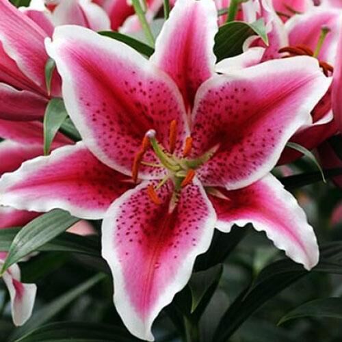 Лилия восточная низкорослая Star Romance (Стар Романс) 3шт. в упаковке Лилия восточная низкорослая Star Romance (Стар Романс) 3шт. в упаковке